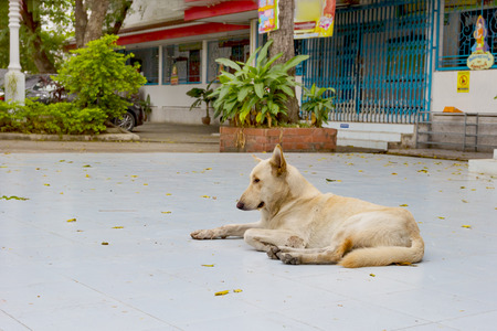 Stray dog on a floorの写真素材