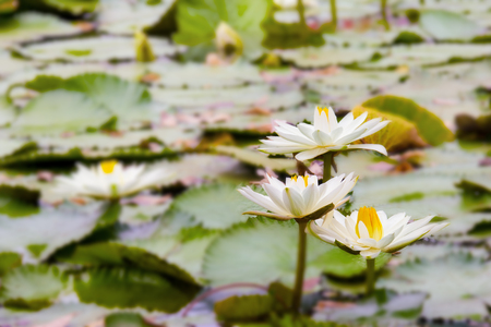 White and Yellow Lotus Blooming in pondの写真素材