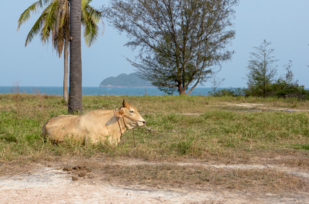 Beef Cattle Cow on the beachの写真素材
