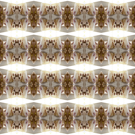 seamless sheep in farm, pattern backgroundの写真素材