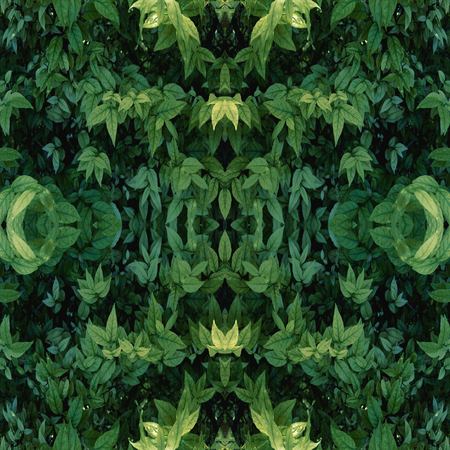 Green leaves pattern with drop of water,autumn plant leaf background,seamless patternの写真素材
