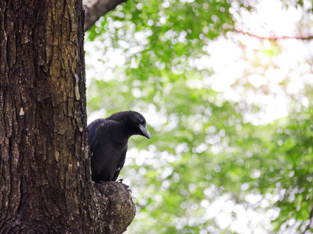 crow or raven on bokeh nature background, black birdの写真素材