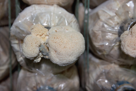 mushroom farmの写真素材