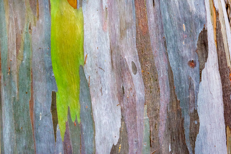 Colorful pattern of a Rainbow eucalyptusの写真素材