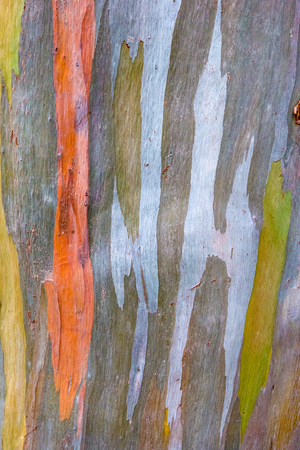 Colorful pattern of a Rainbow eucalyptusの写真素材