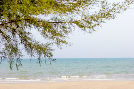 closeup pine tree with seaside background