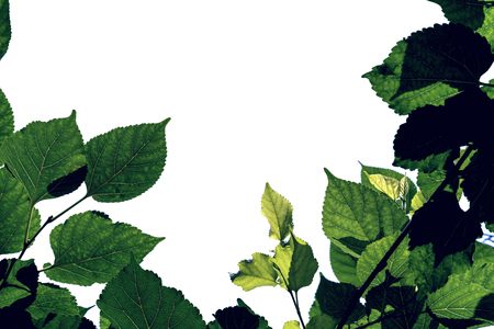 Green leaves pattern, autumn plant leaf isolated on white background,Mulberry tree In the shadeの写真素材