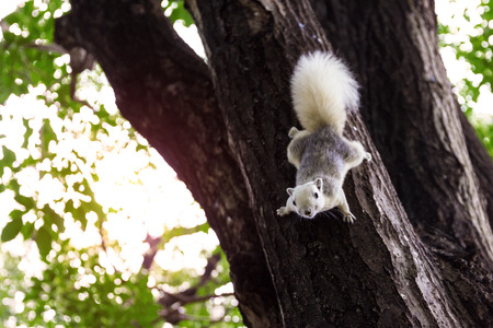 Finlaysons Squirrel on treeの写真素材
