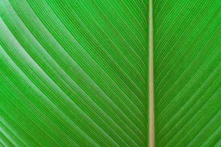 Green leaves texture,tropical leaf for nature background