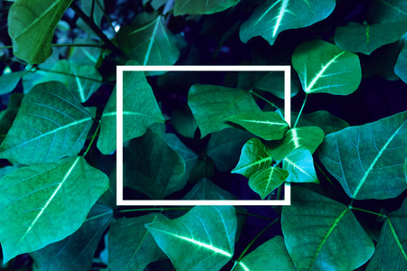 Green leaves pattern with white frame for nature concept