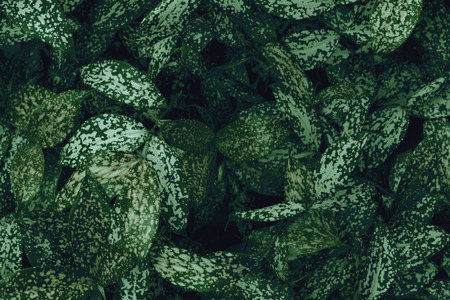 Green leaves pattern for nature concept,leaf textured background