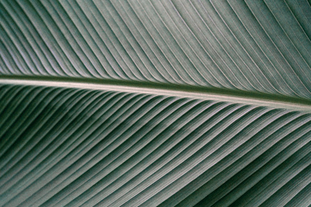 Green leaves texture,tropical leaf for nature background, Calathea lutea foliage treeの写真素材
