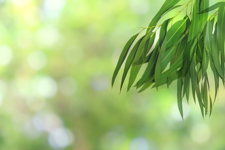 Green leaves pattern for summer or spring season concept,leaf Eucalyptus with bokeh textured backgroundの写真素材