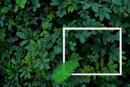 Green leaves pattern with white frame for nature concept,tropical leaf  tree textured background