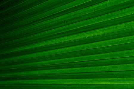 Green leaves texture,tropical leaf for nature background,leaf palm foliage tree