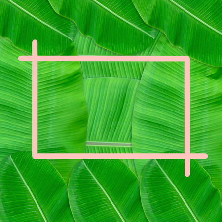 Green leaves pattern for nature concept,tropical leaf textured backgroundの写真素材