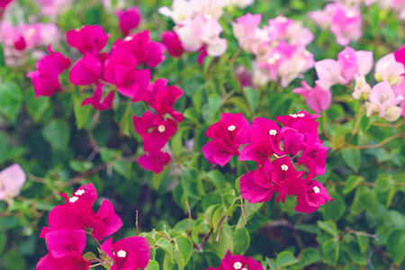beautiful Bougainvillea flower for wallpaper texture and background