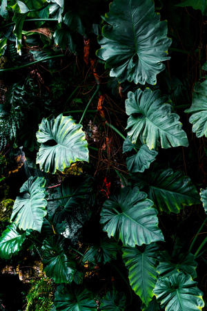 Green leaves pattern of tropical leaf plant in forestの写真素材