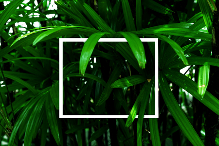 Green leaves pattern with white frame for nature concept,tropical leaf tree textured backgroundの写真素材
