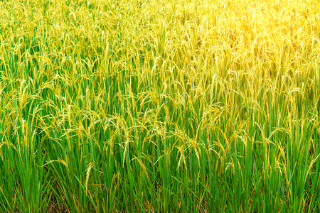 landscape of rice fields with golden light in Thailandの写真素材