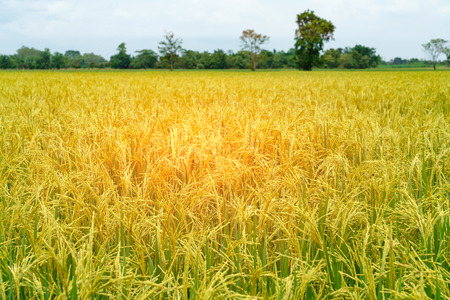 landscape of rice fields with golden light in Thailandの写真素材