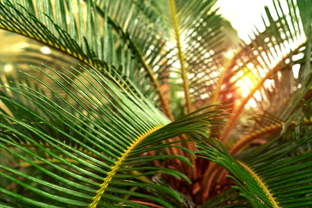 Green leaves pattern,leaf palm tree,Cycadaceae or Cycas revoluta or  Japanese sagoの写真素材