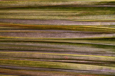 Green leaves pattern,leaf coconut texture