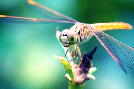 orange dragonfly standing by wood with nature backgroundの写真素材