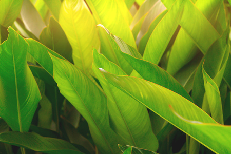 Closeup green leaves on blur background,nature concept