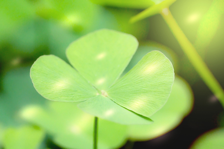 Closeup green leaves on blur background,nature concept,shamrock or water clover plantの写真素材