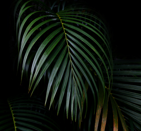 Green leaves pattern,leaf palm tree in the forestの写真素材
