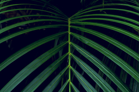 Green leaves pattern,leaf palm tree in the forest
