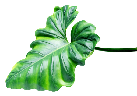Green leaves pattern of tropical leaf plant isolated on white background,include clipping pathの写真素材