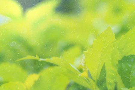Green leaves pattern for winter concept,leaf blur textured,nature backgroundの写真素材