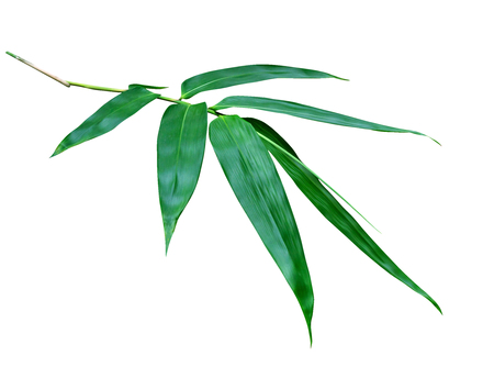 Green bamboo leaves pattern isolated on white background,Front viewの写真素材