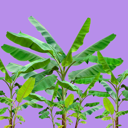 colorful palm leaves pattern for nature concept,tropical leaf on purple backgroundの写真素材
