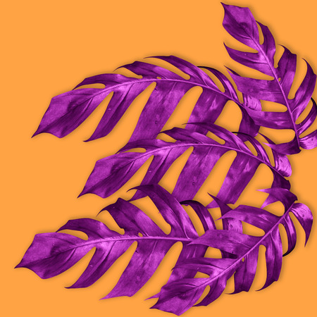 green monstera leaves pattern are made violet for nature concept,tropical leaf on orange backgroundの写真素材