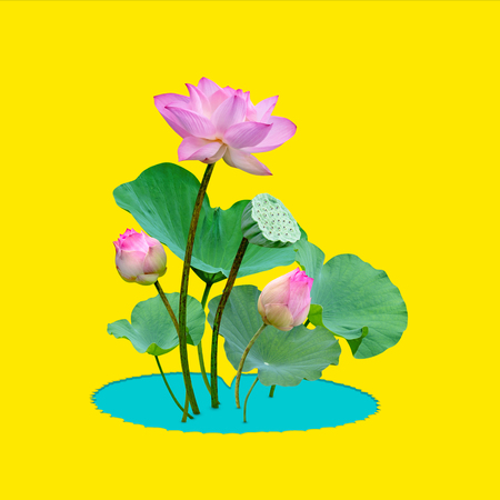 Beautiful violet pink water lily pattern for nature concept,Lotus flower and green leaves in pond isolated on yellow backgroundの写真素材