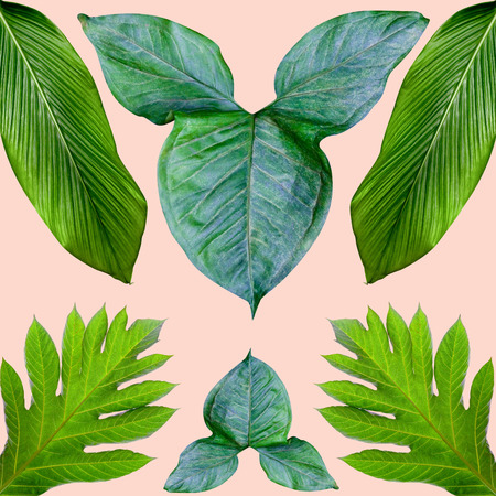 tropical exotic plant leaf,green leaves pattern are made new color for nature concept,abstract...