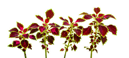 colorful leaves pattern,leaf coleus or painted nettle isolated on white backgroundの写真素材