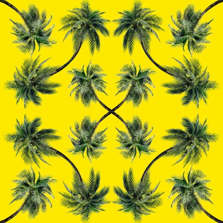Green palm leaves pattern for nature concept,tropical coconut tree isolated on yellow backgroundの写真素材