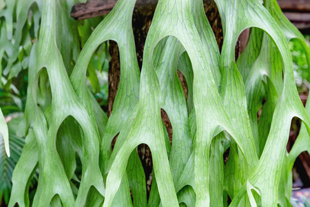 closeup green leaves pattern of Platycerium perched on a tree,Stag Horn Fernの写真素材