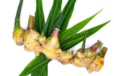 closeup fresh ginger on white backgroundの写真素材