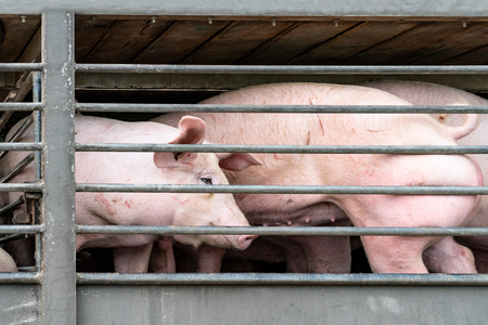 Truck transport pigs