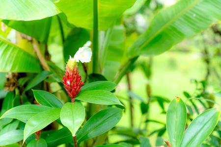 Costus speciosus or Indian Head Ginger in the gardenの写真素材