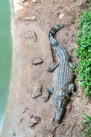 Crocodile farm in Thailandの写真素材
