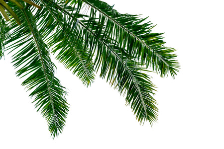 leaf coconut tree isolated on white background,Green leaves pattern