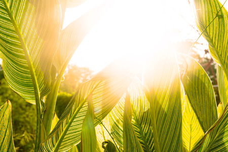 Green leaves pattern,leaf striped canna plant in gardenの写真素材