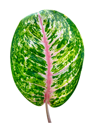 Green leaves pattern of tropical leaf Aglaonema ( Evergreen)  isolated on white backgroundの写真素材