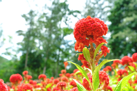 red cockscomb flowers in the gardenの写真素材